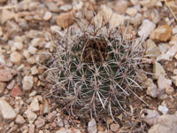 Sclerocactus sileri