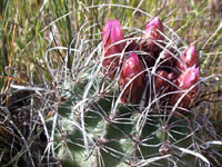 Sclerocactus spinosior