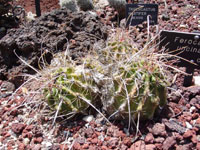 Sclerocactus uncinatus