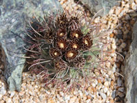 Sclerocactus uncinatus