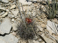 Sclerocactus uncinatus