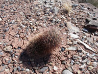 Sclerocactus whipplei