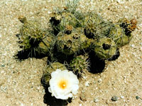 Tephrocactus alexanderi