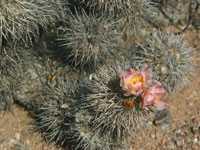 Tephrocactus alexanderi