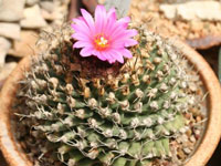 Turbinicarpus alonsoi