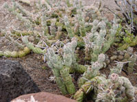 Tephrocactus articulatus
