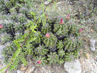 Thelocactus leucacanthus