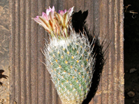 Turbinicarpus mandragora