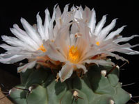 Thelocactus rinconensis