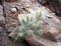 Tephrocactus weberi