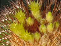 Uebelmannia pectinifera