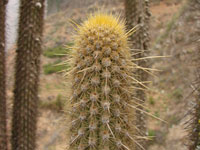 Weberbauerocereus churinensis