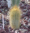 Micranthocereus estevesii