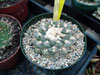 Ariocarpus fissuratus