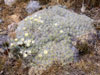 Austrocylindropuntia floccosa