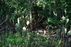 opuntia in mangrove