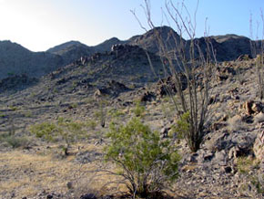 Colorado Desert with Ocotillo and Creosote Bush