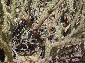Cylindropuntia acanthocarpa -Buckhorn Cholla