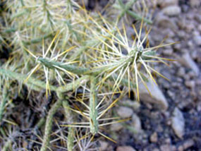 C. ramosissima -Diamond Cholla