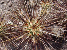 Echinocereus engelmannii - Engelmann's Hedgehog Cactus