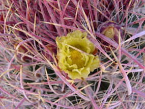 F. cylindraceus -California Barrel Flowers
