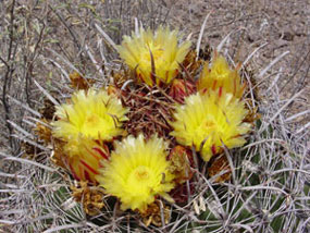 Ferocactus wislizeni - Arizona Barrel Cactus