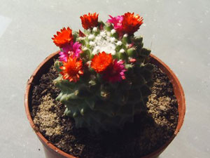 glued-on flowers cacti