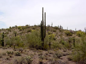 Cactus Habitat on US HWY 60