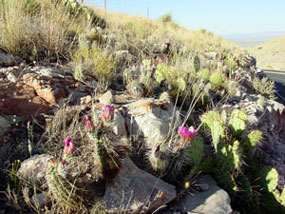 Cactus on hill near jerome az