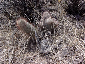 Mammillaria grahamii - Arizona Fishhook Cactus