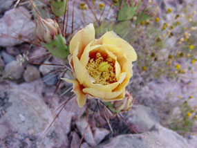 Opuntia phaeacantha -Brown Spined Prickly Pear