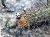 Cleistocactus acanthurus