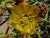 Cylindropuntia arbuscula