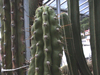 Corryocactus brevistylus