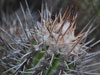 Copiapoa bridgesii