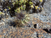 Copiapoa calderana