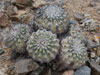 Copiapoa cinerascens