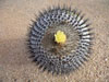 Copiapoa cinerea