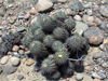 Copiapoa coquimbana