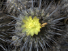 Copiapoa dealbata