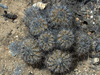 Copiapoa echinoides