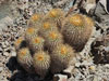 Copiapoa haseltoniana