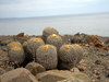 Copiapoa haseltoniana