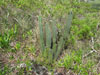 Cereus hildmannianus