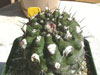 Copiapoa humilis