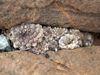 Copiapoa humilis