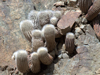 Copiapoa krainziana