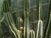 Cereus lamprospermus