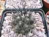 Copiapoa megarhiza