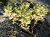 Cylindropuntia x multigeniculata